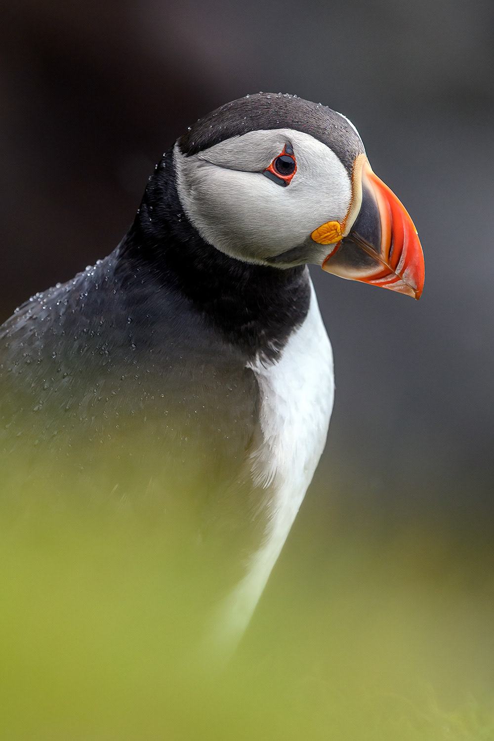 Atlantic Puffin - Fratercula arctica