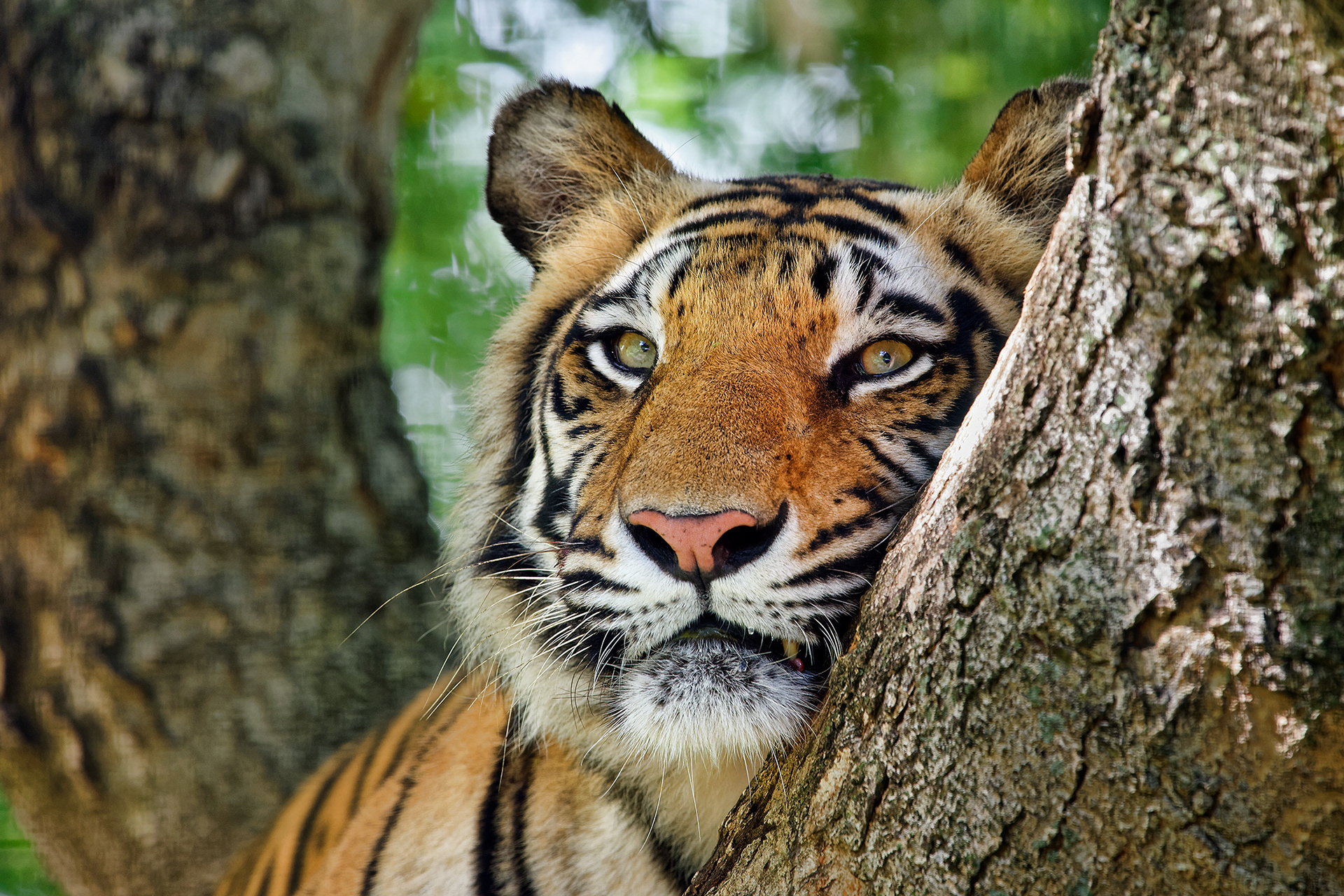 Bengal tiger - Panthera tigris tigris
