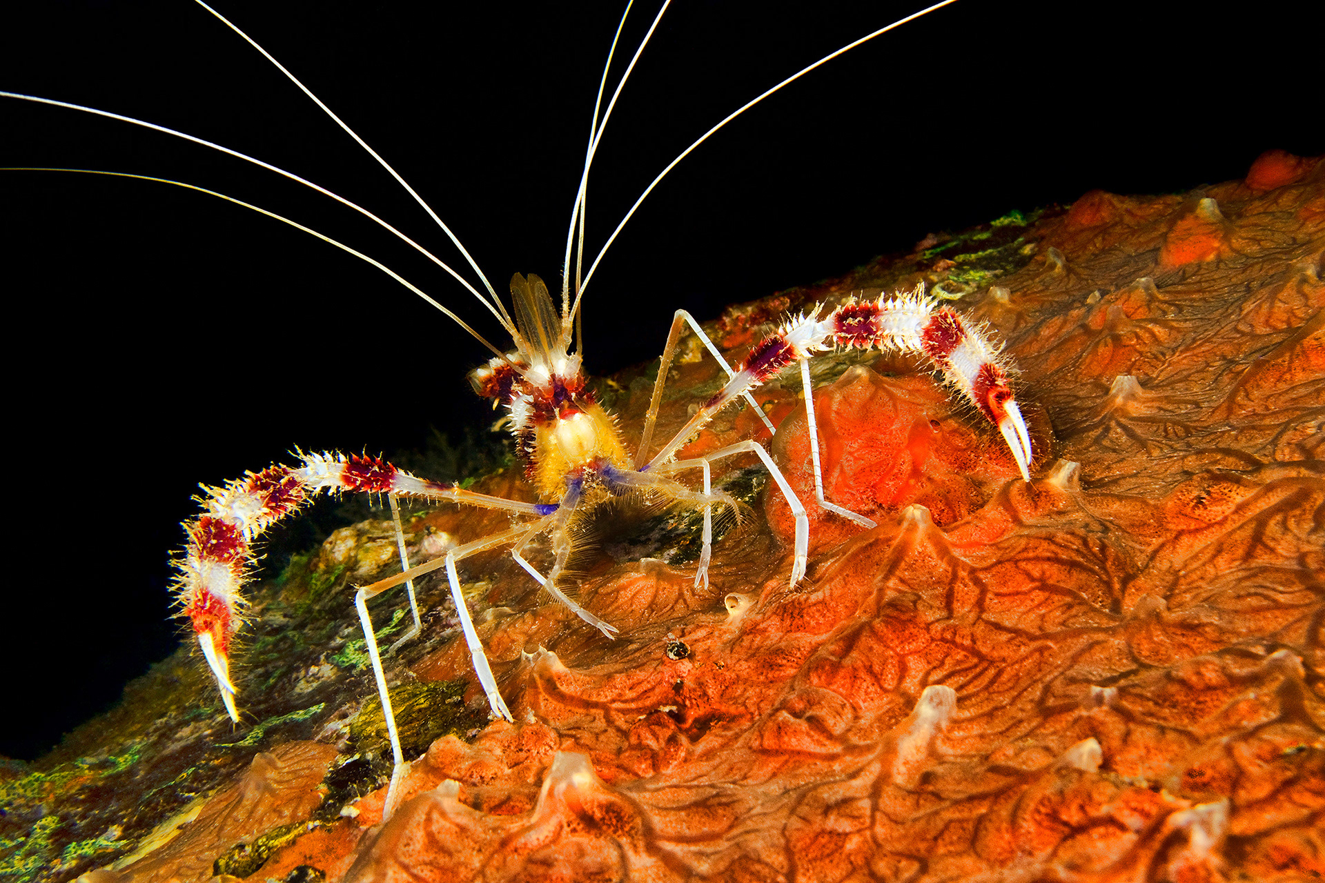 Banded coral shrimp - Stenopus hispidus