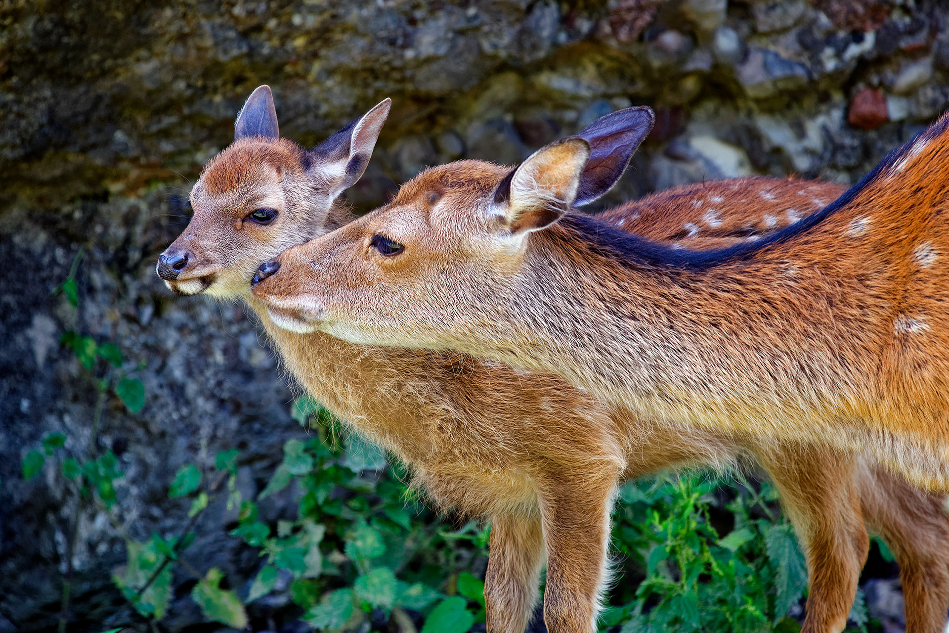 Sika deer - Cervus nippon