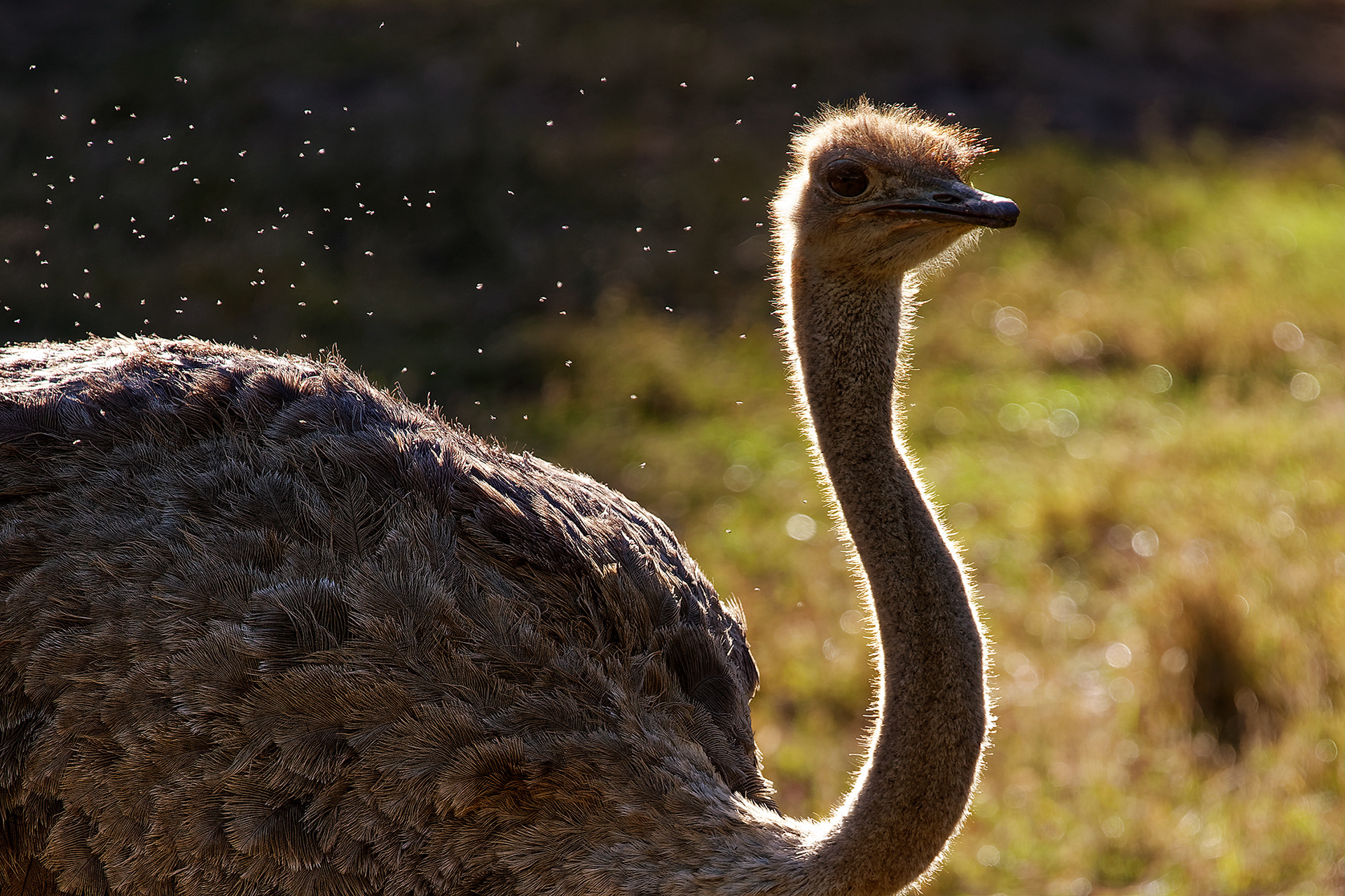 Ostrich - Struthio camelus