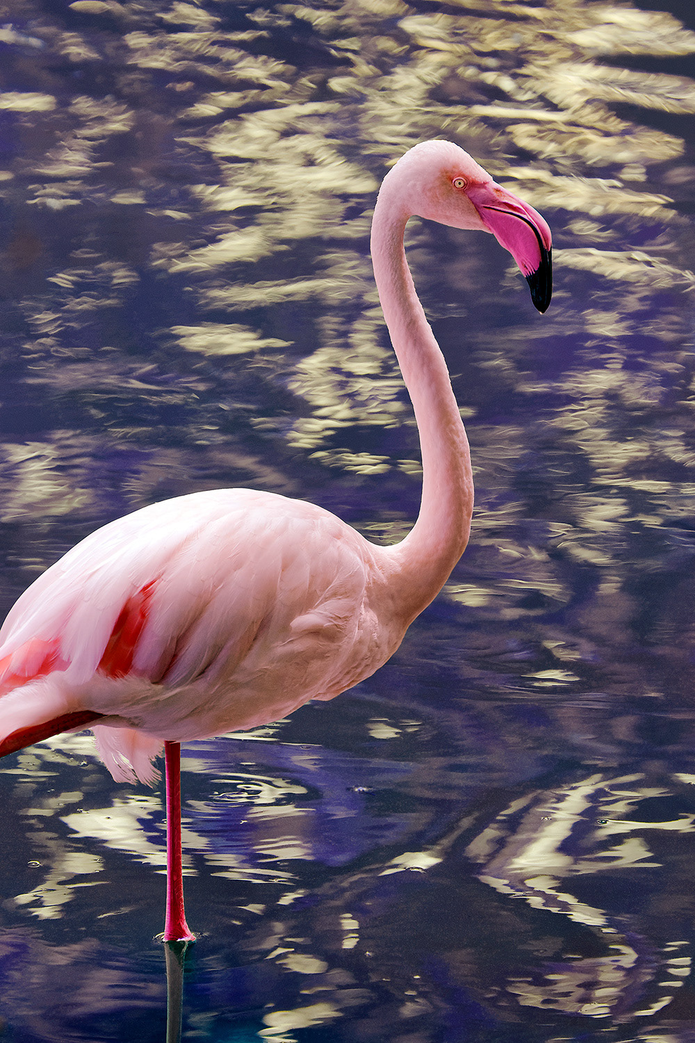 Greater flamingo - Phoenicopterus roseus