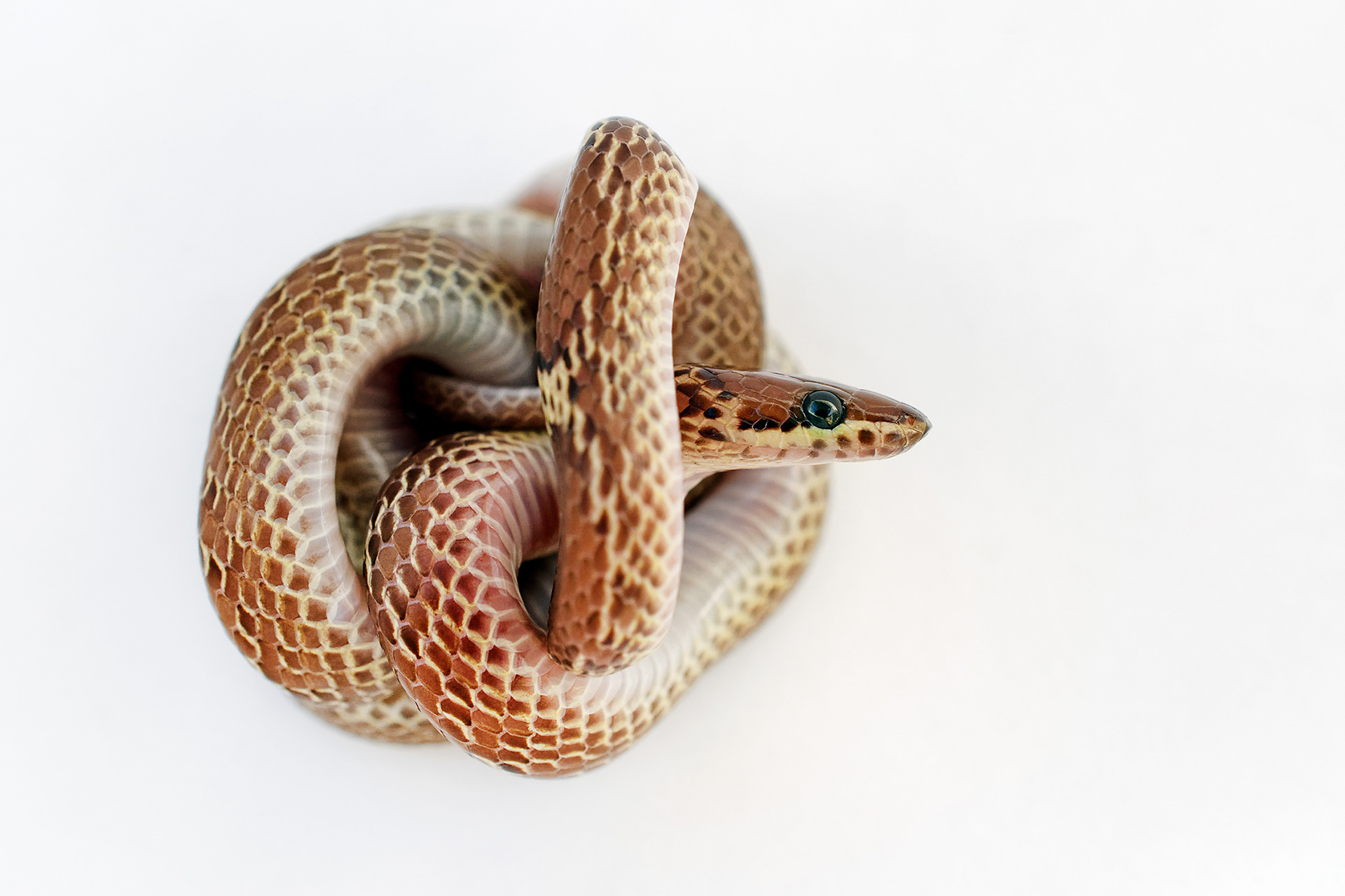 Common wolf snake - Lycodon aulicus