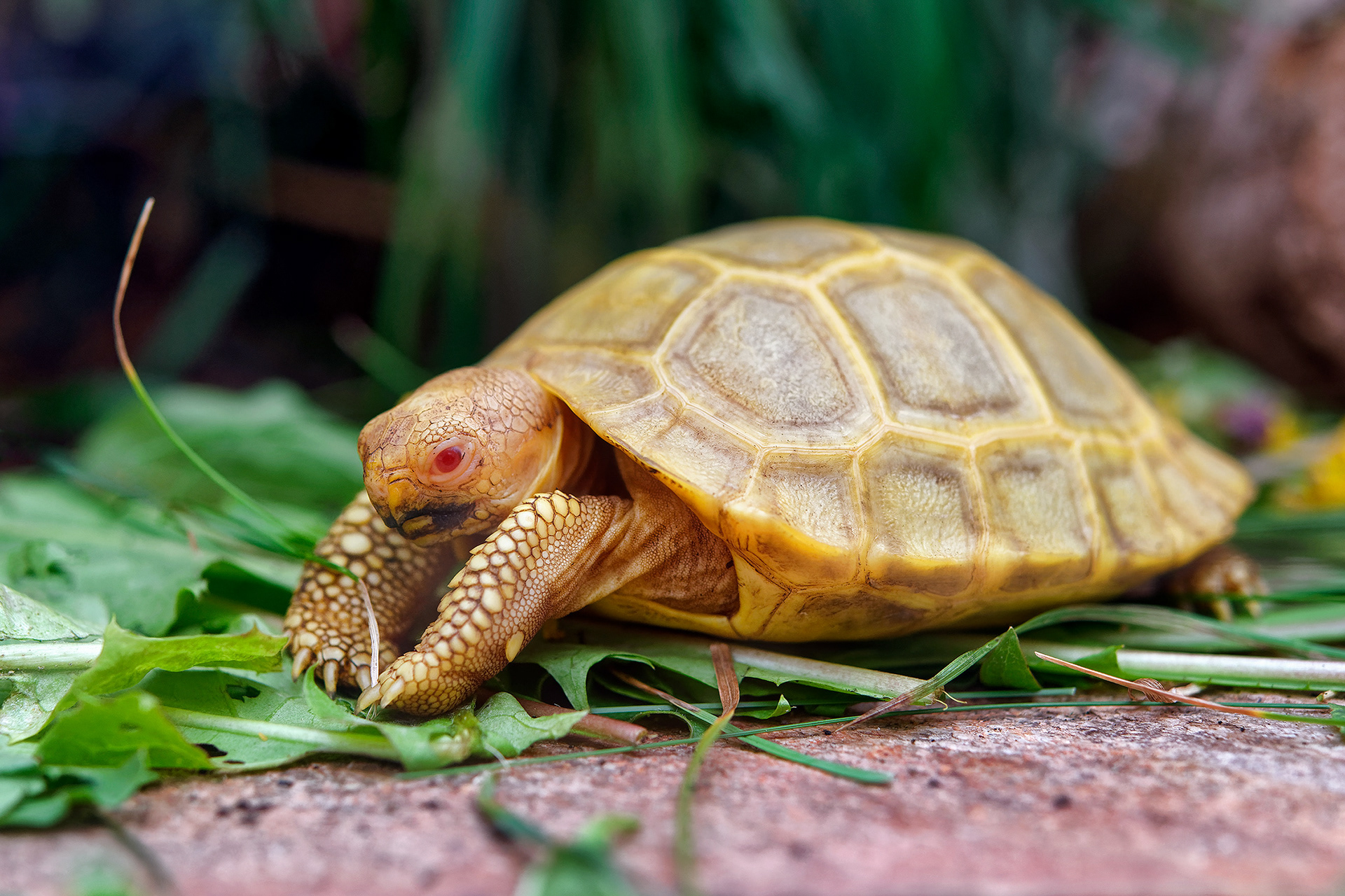 Galapagos giant tortoise (baby albino) - Chelonoidis nigra