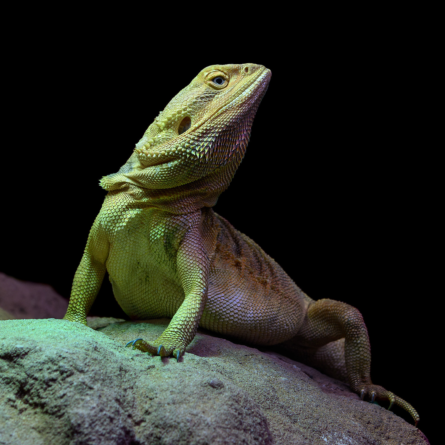 Central bearded dragon - Pogona vitticeps