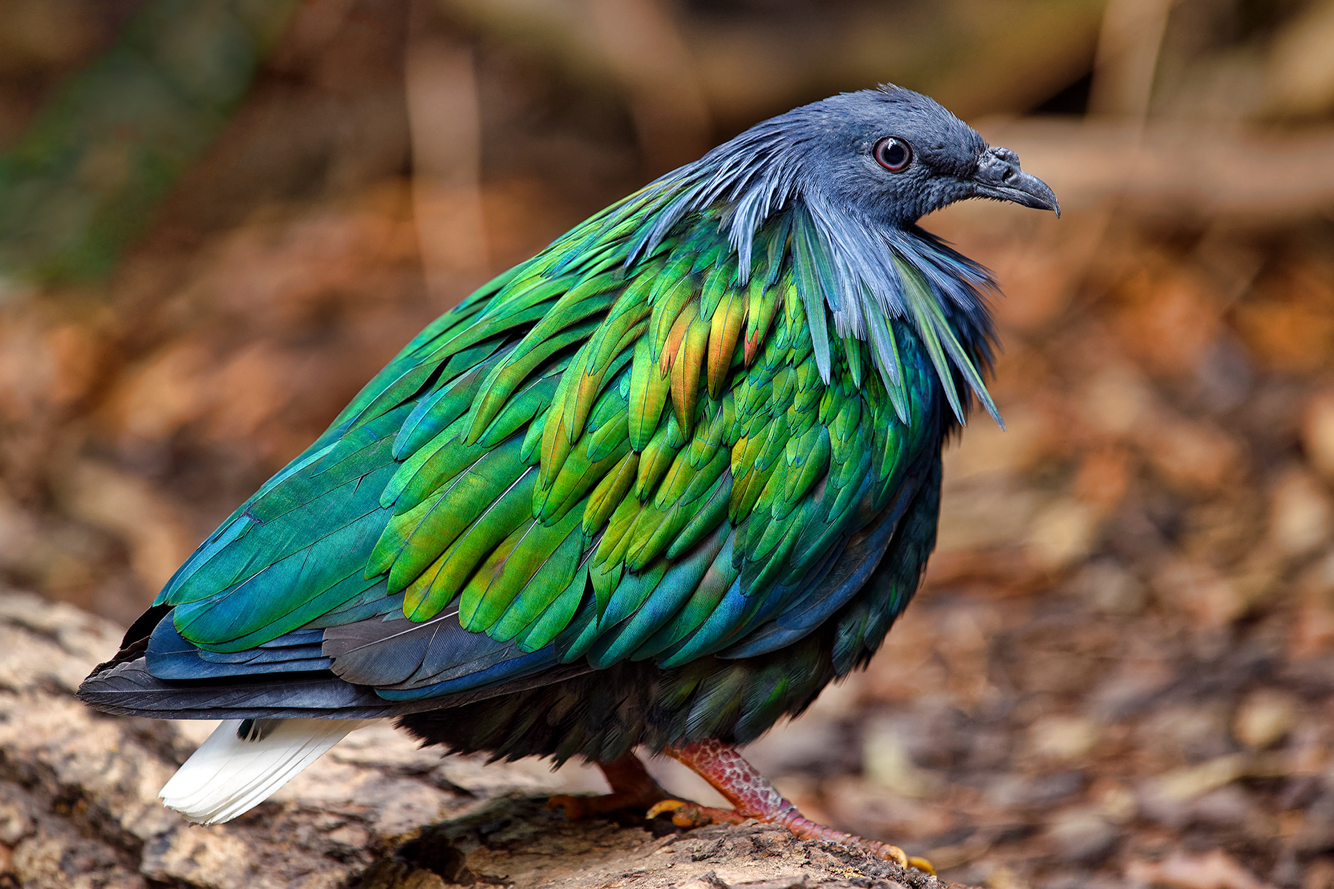 Nicobar pigeon - Caloenas nicobarica