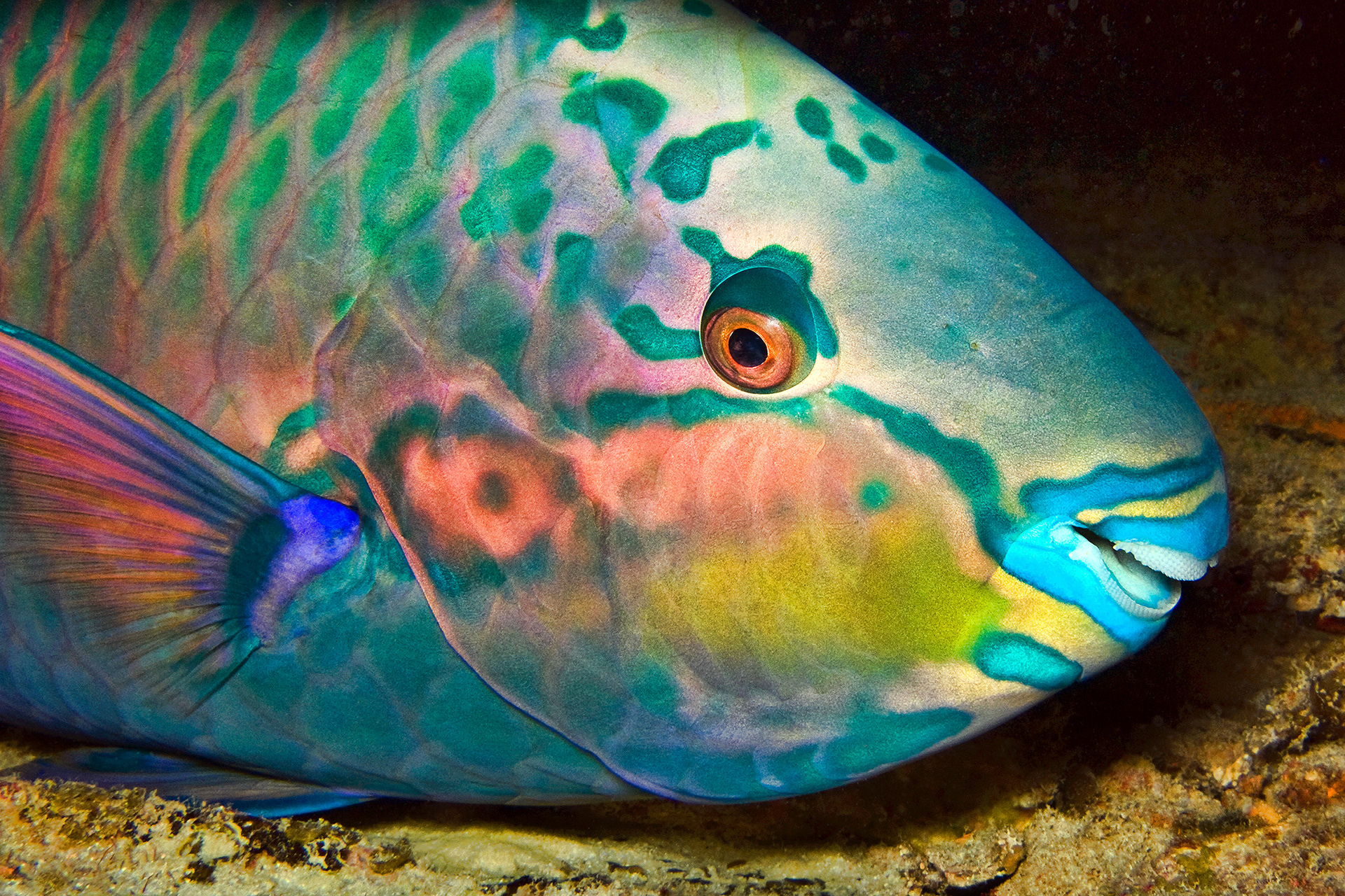 Eclipse parrotfish - Scarus russelii