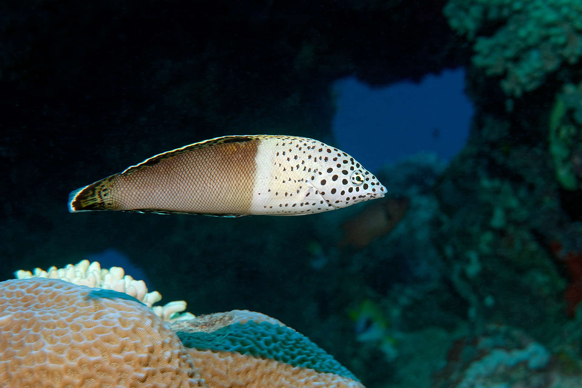 Clown wrasse (female) - Coris aygula