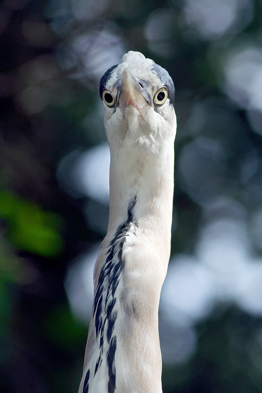 Grey heron - Ardea cinerea