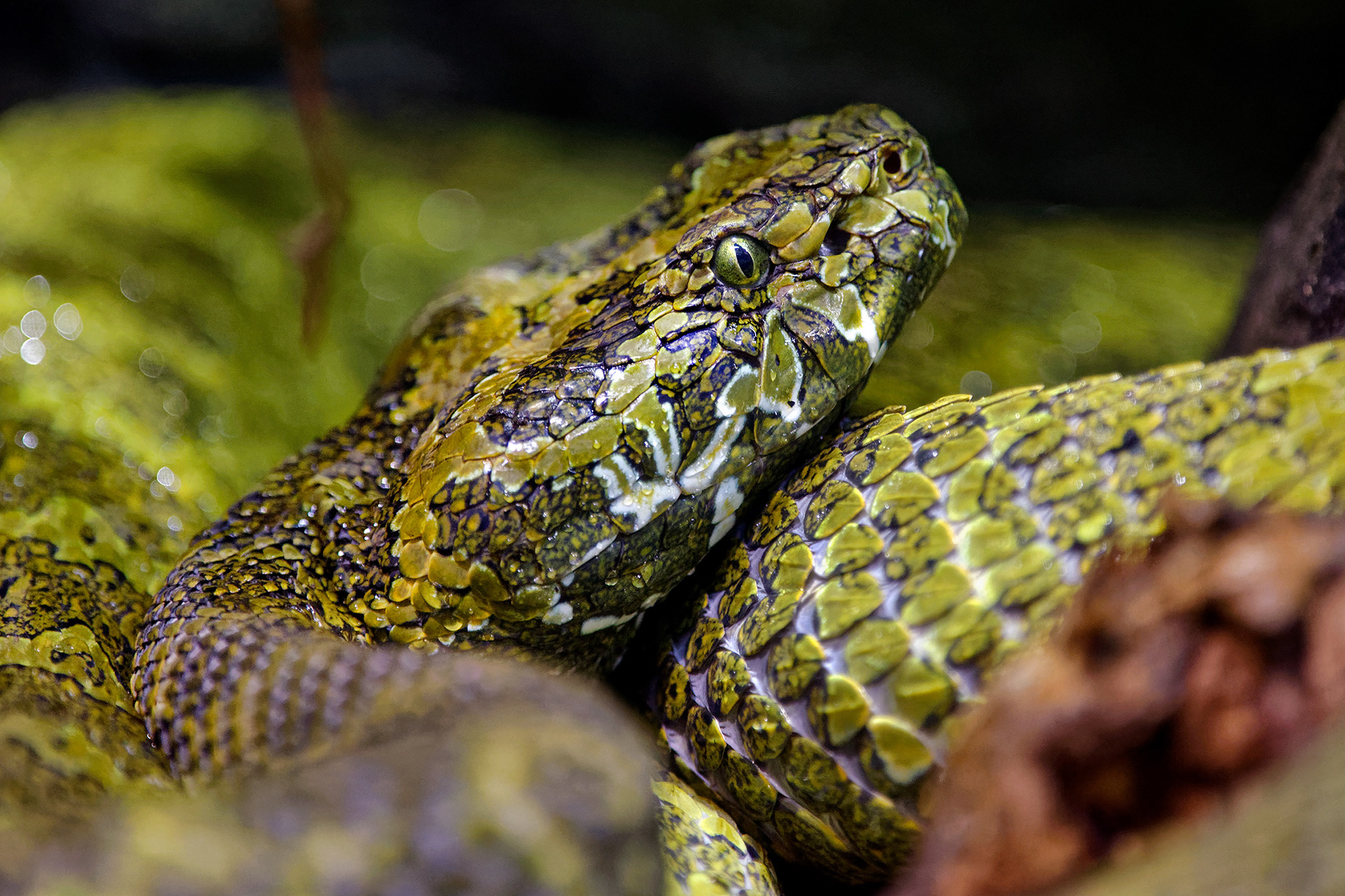 Mangshan pit viper - Protobothrops mangshanensis