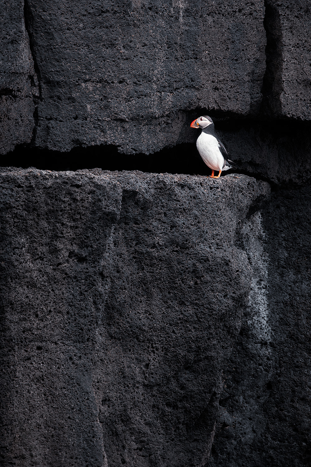 Atlantic Puffin - Fratercula arctica
