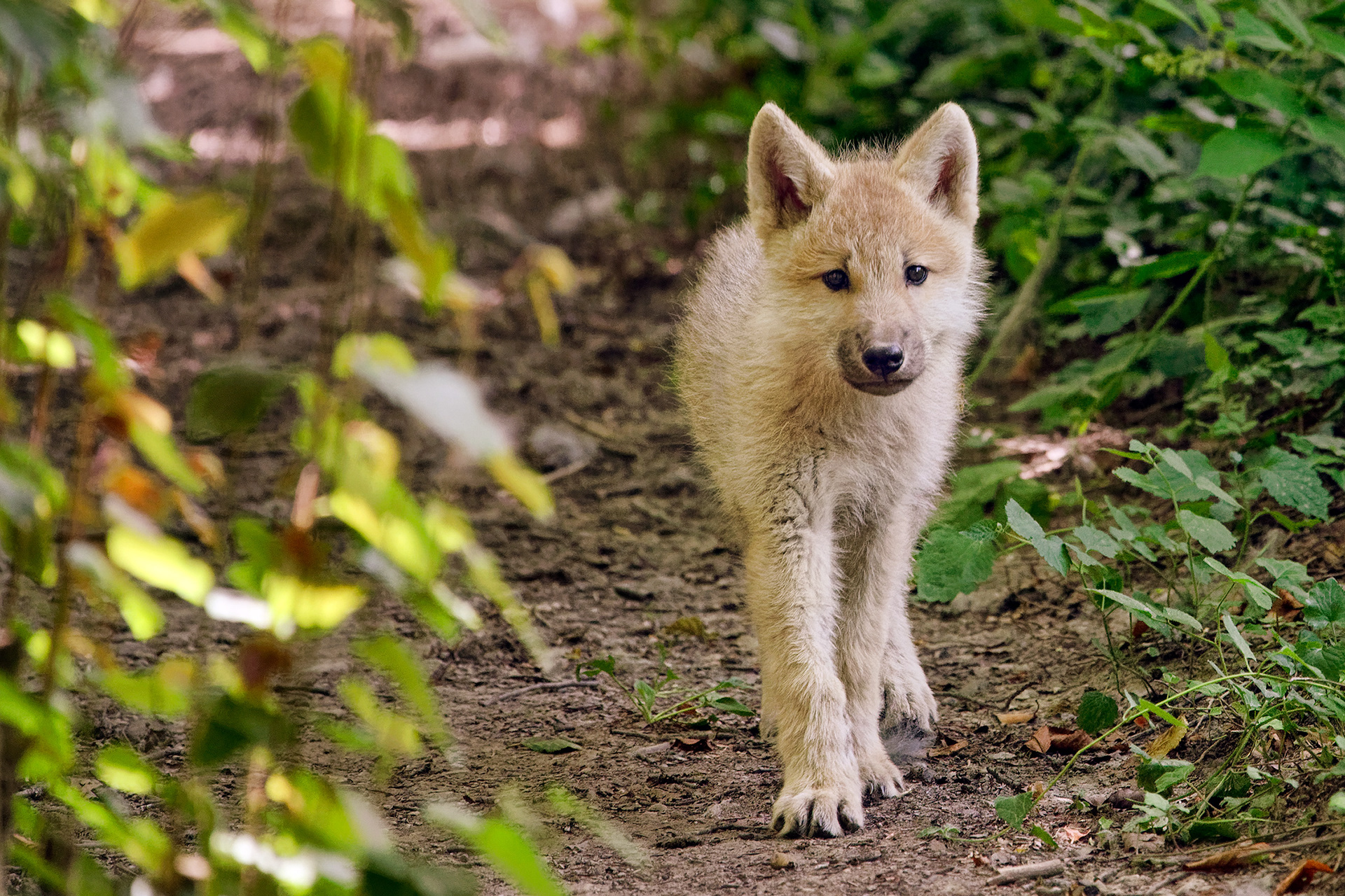 Arctic wolf pup - Canis lupus arctos