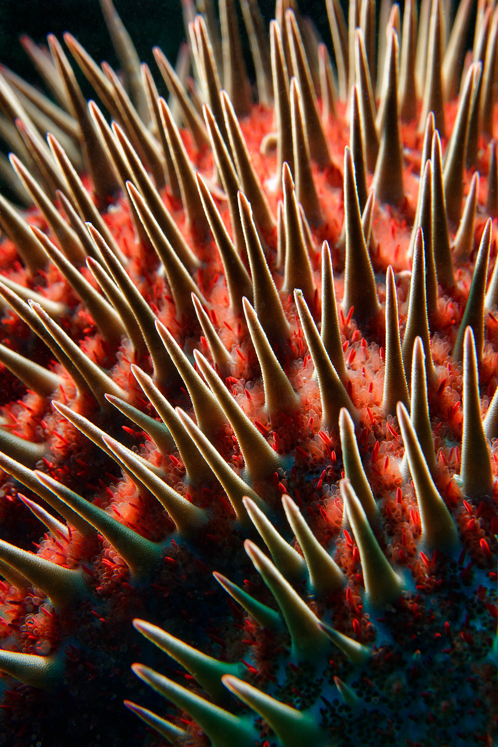 Crown of thorns starfish - Acanthaster planci