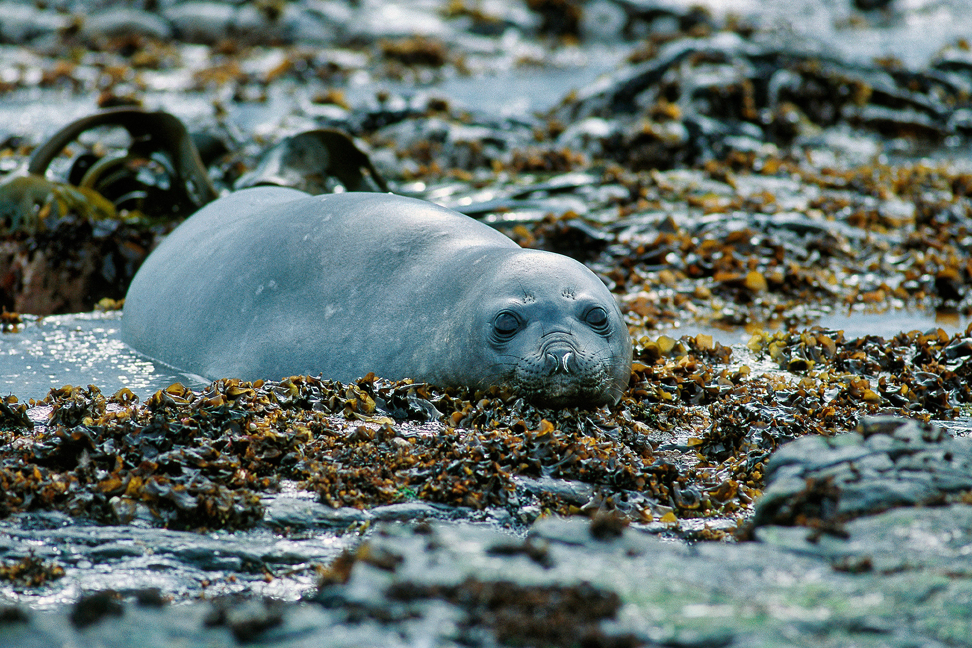 Southern elephant seal pup - Mirounga leonina