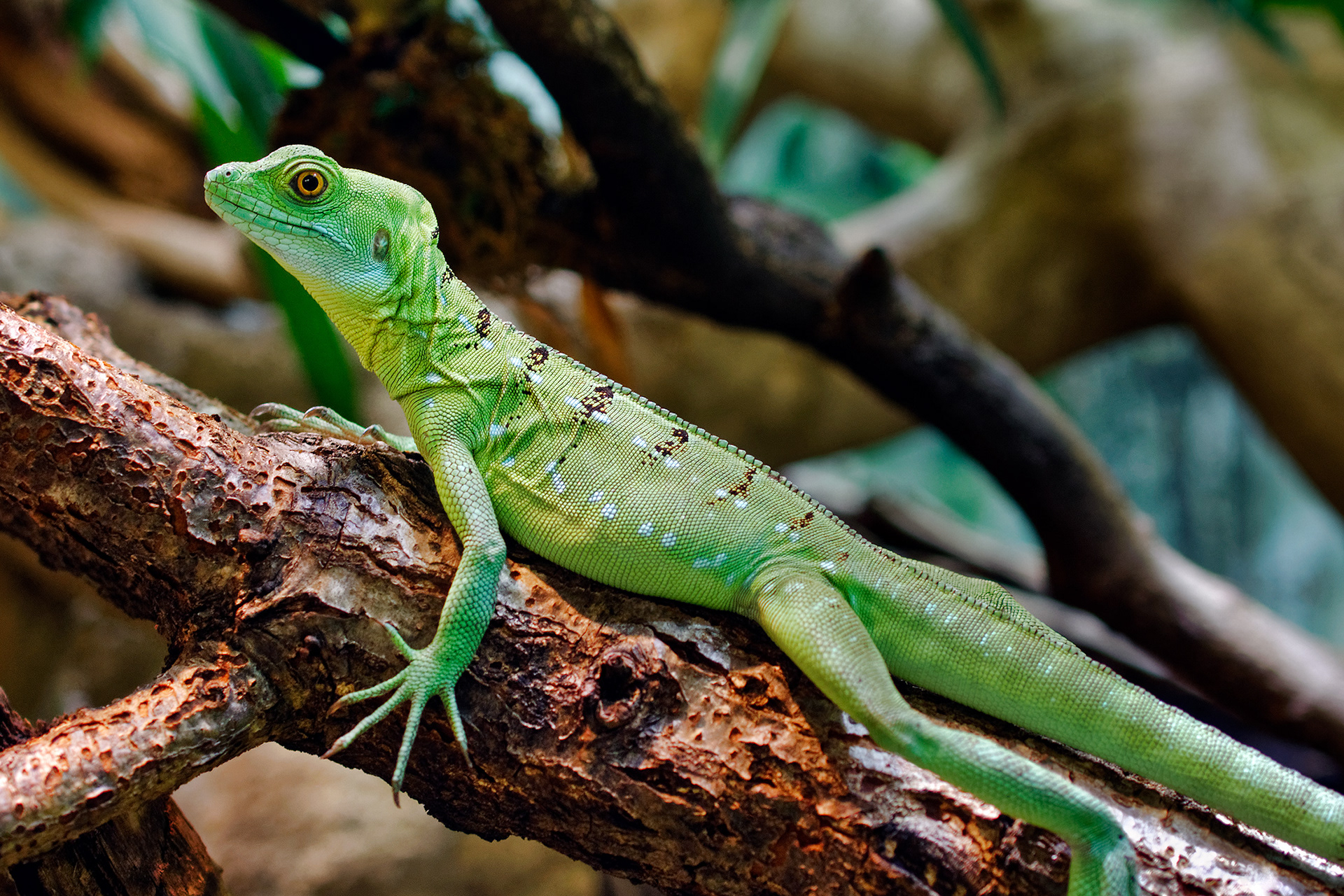 Green basilisk (female) - Basiliscus plumifrons 