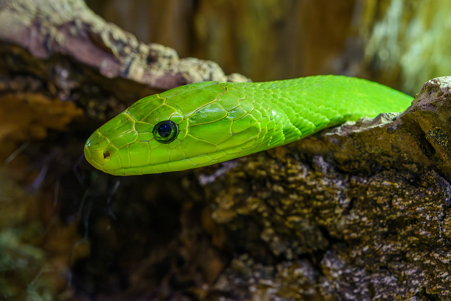 Eastern green mamba - Dendroaspis angusticeps