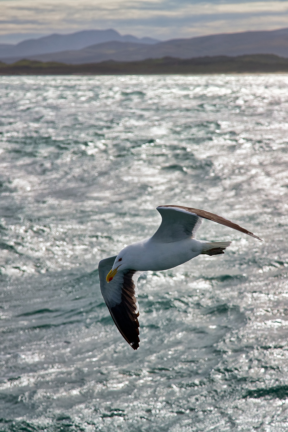 Kelp gull - Larus dominicanus
