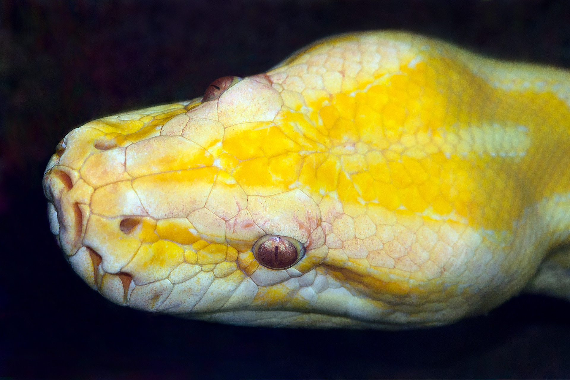 Albino ball python - Python regius