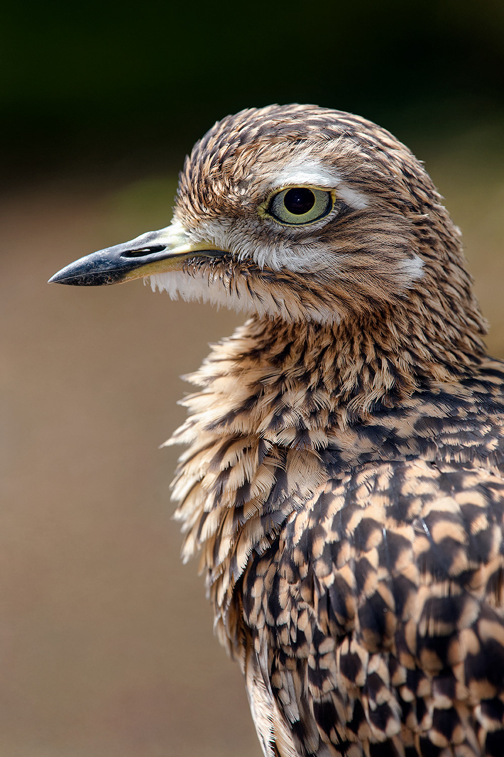 Eurasian stone-curlew - Burhinus oedicnemus