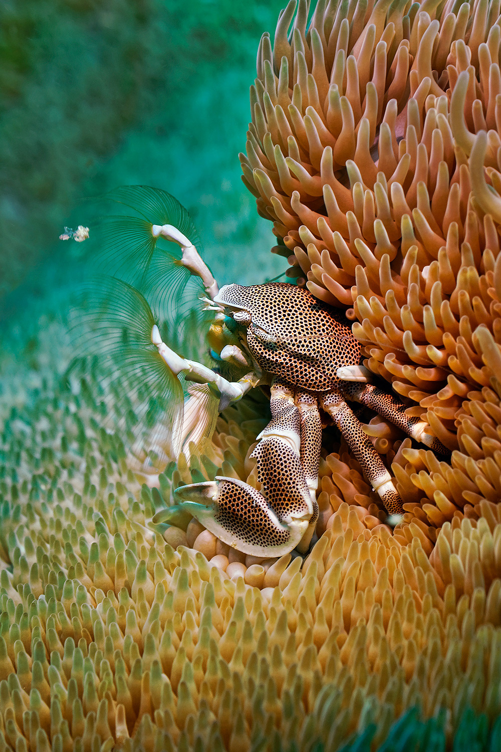 Porcelain crab - Neopetrolisthes maculatus