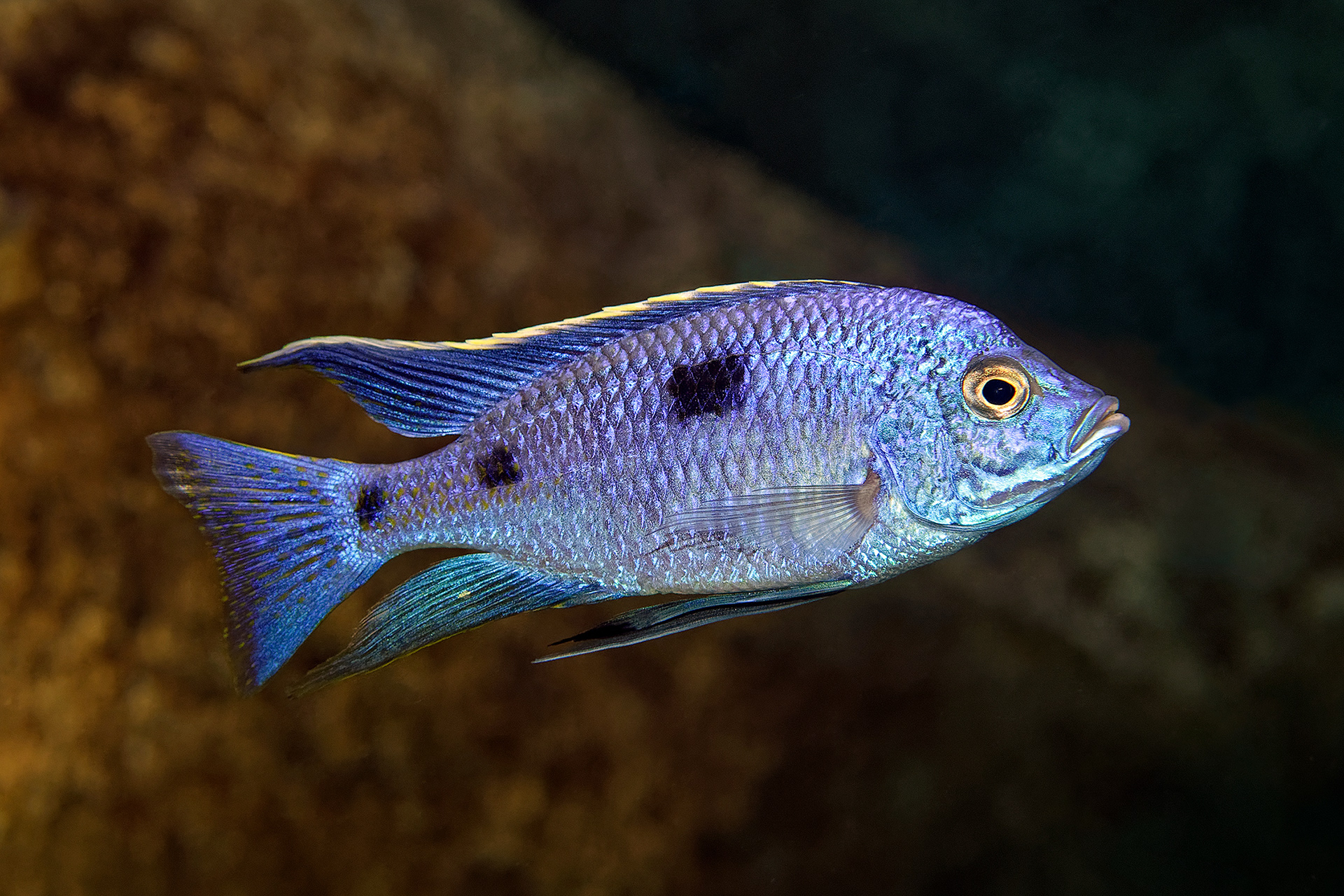 Azureus cichlid - Copadichromis azureus