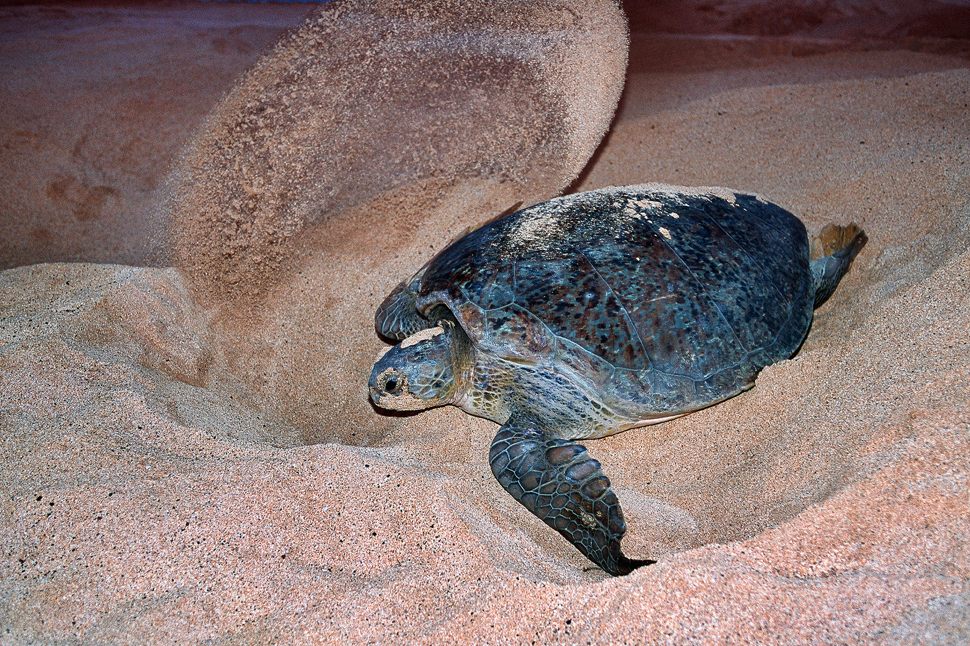 Green turtle - Chelonia mydas