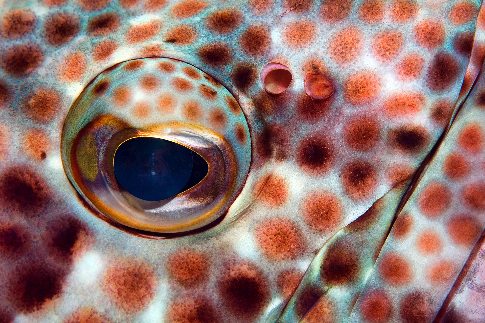 Greasy grouper - Epinephelus tauvina
