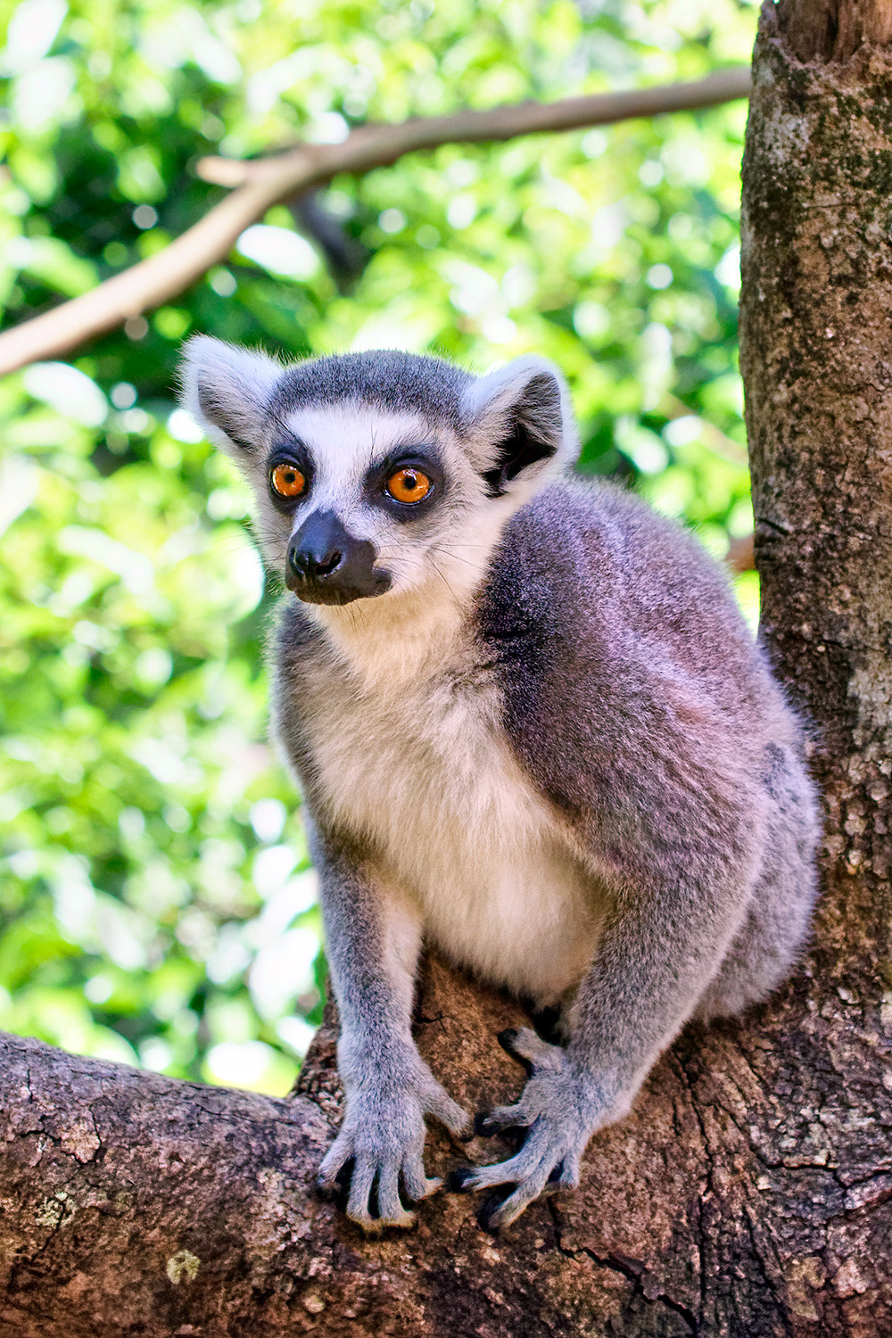 Ring-tailed lemur - Lemur catta