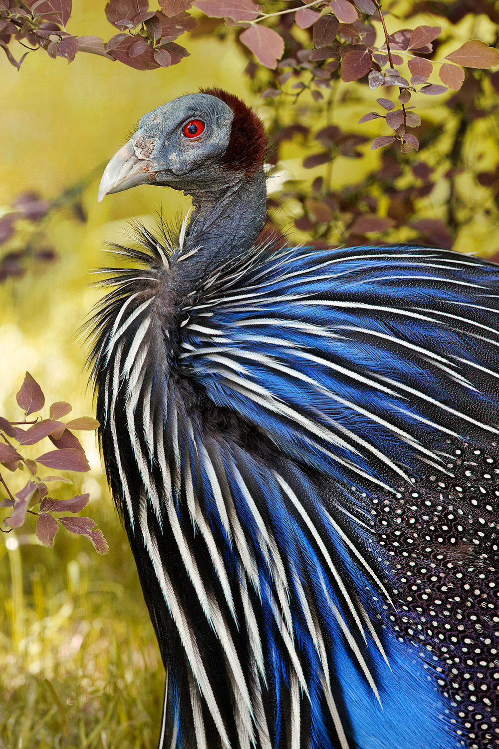 Vulturine guineafowl - Acryllium vulturinum