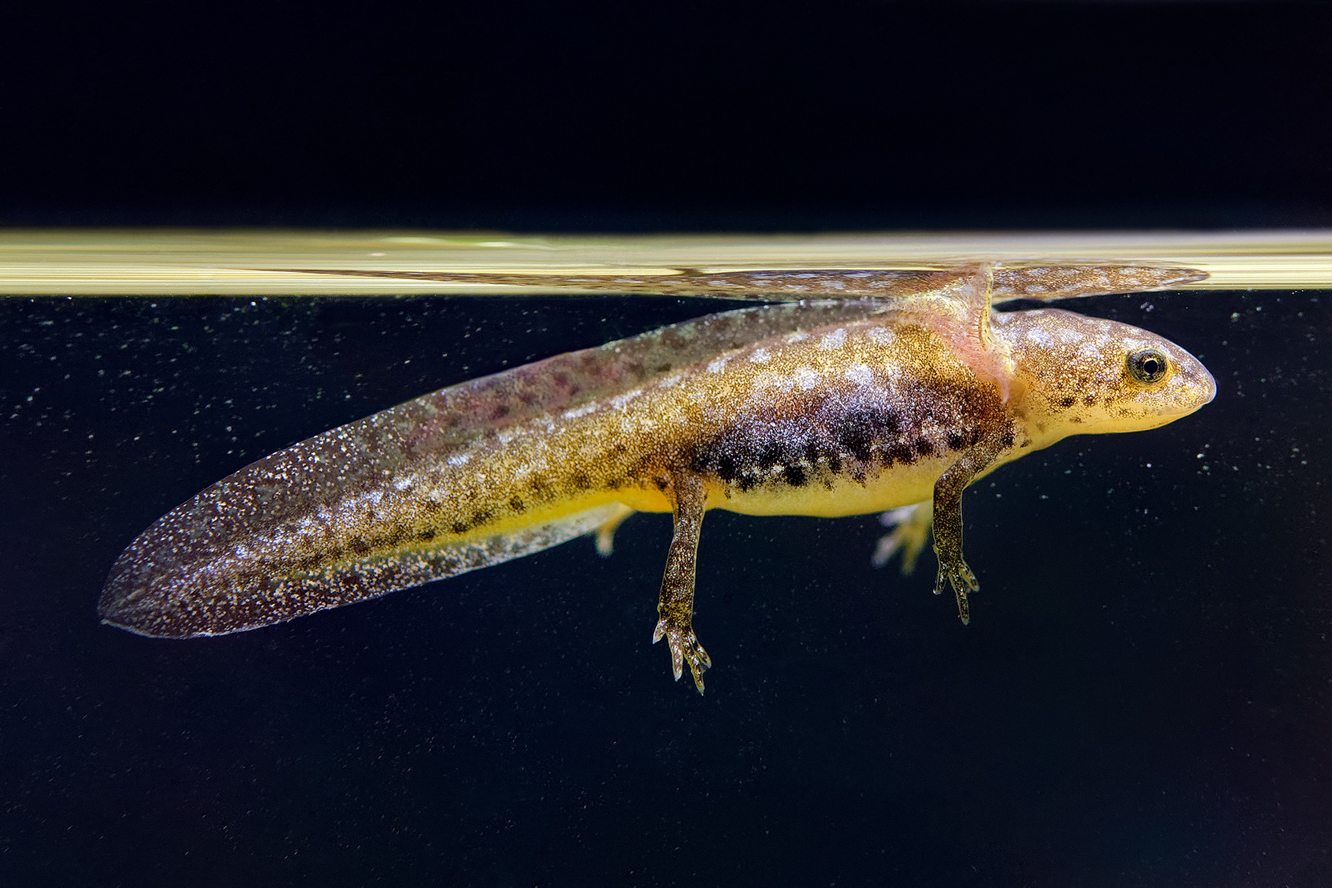 Alpine newt - Ichthyosaura alpestris