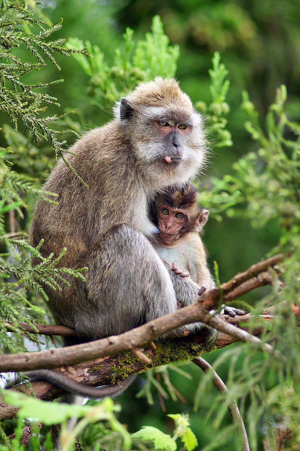 Crab-eating macaque - Macaca fascicularis