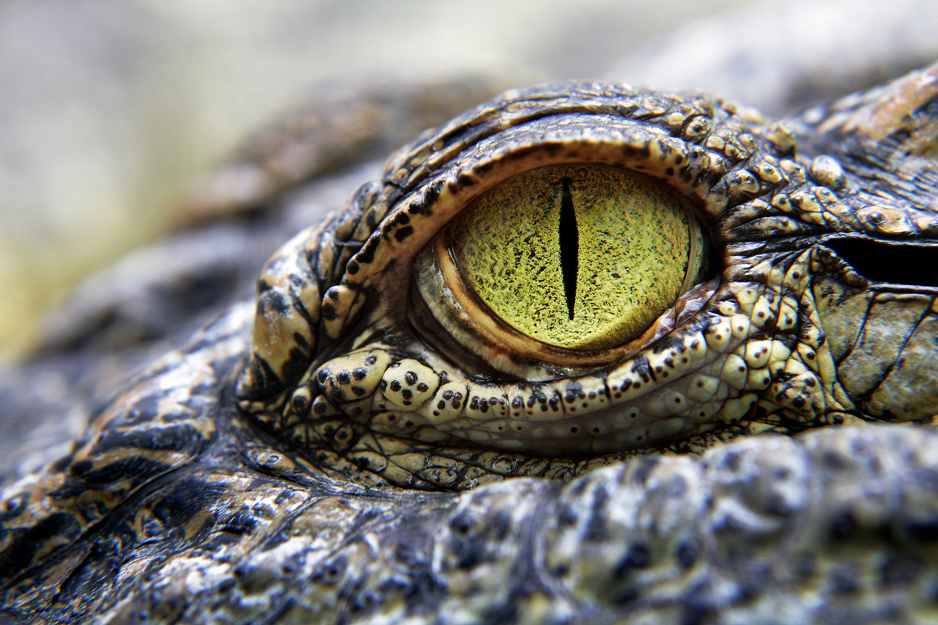Siamese crocodile - Crocodylus siamensis