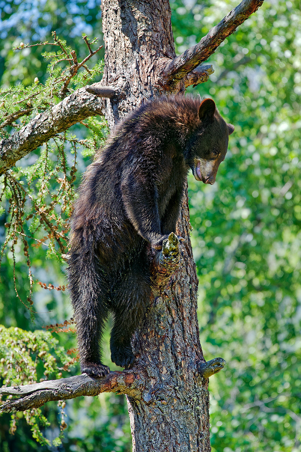 Black bear - Ursus americanus