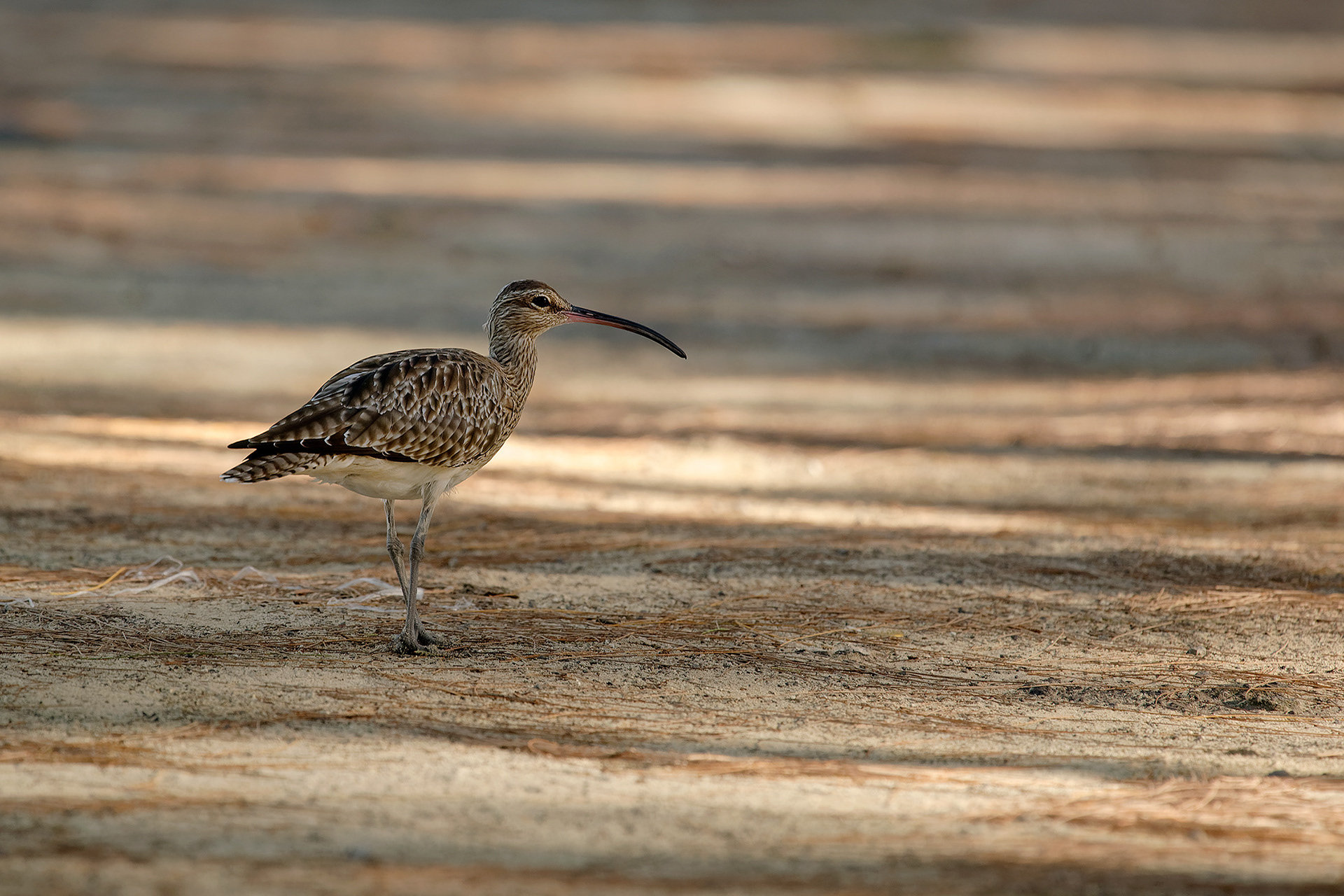 Whimbrel - Numenius phaeopus