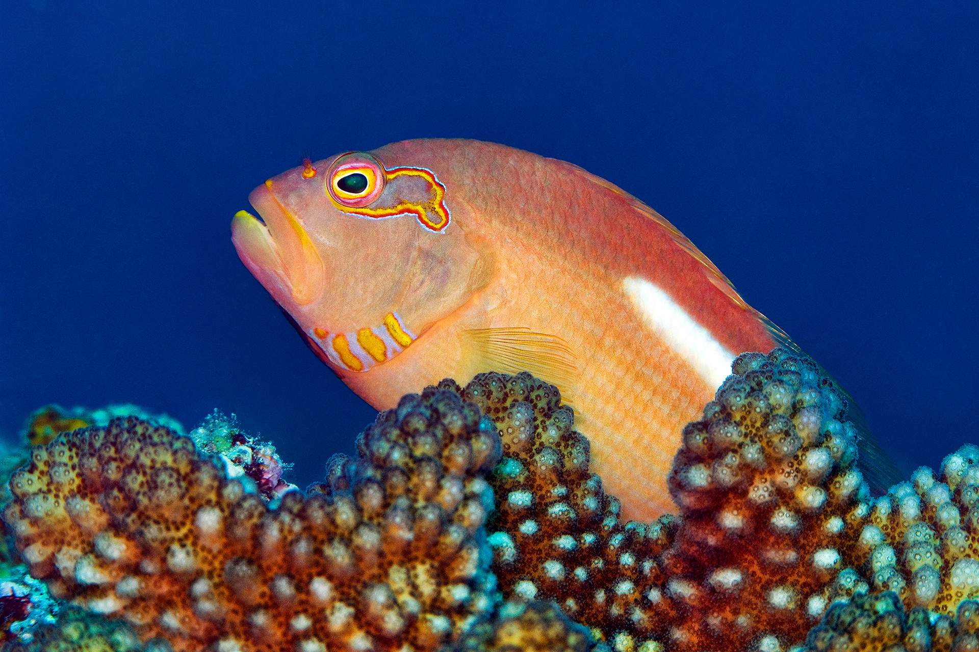 Arc-eye hawkfish - Paracirrhites arcatus