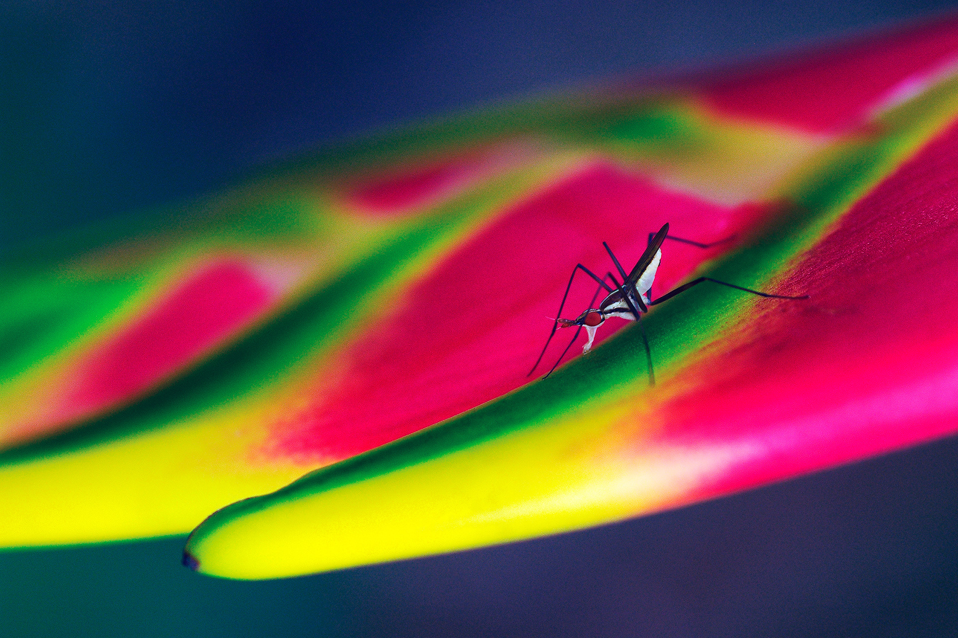 Banana-stalk fly - Telostylinus lineolatus