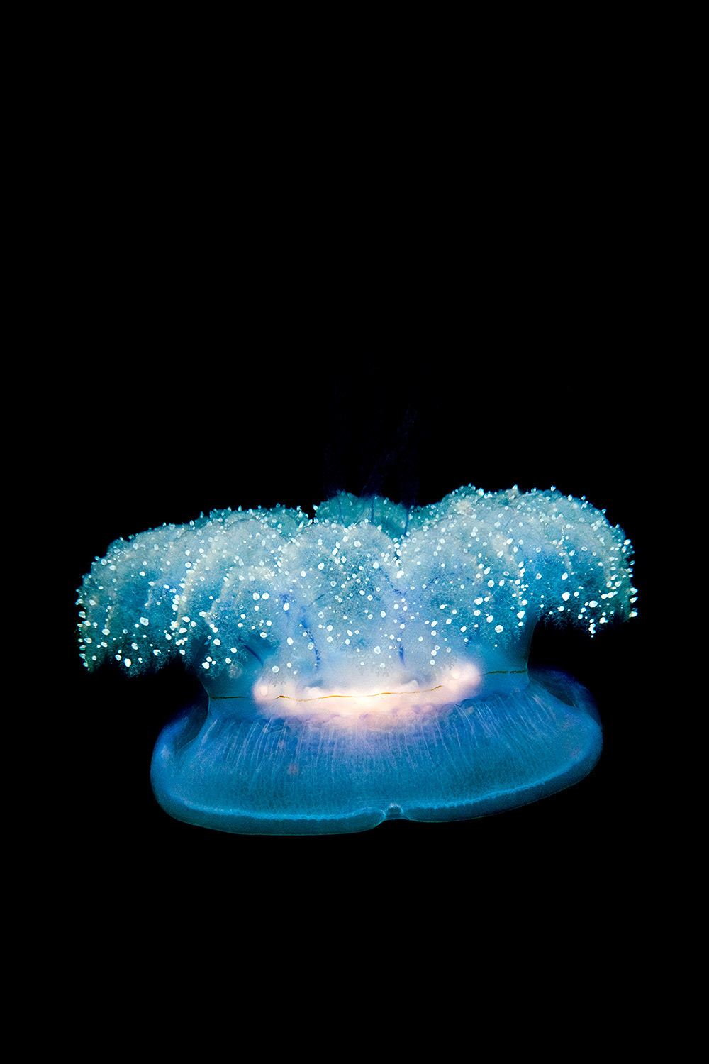 Crown jellyfish - Cephea sp.
