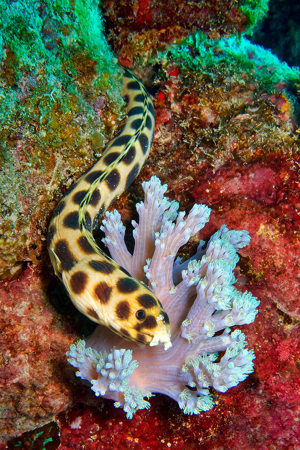 Spotted snake eel - Myrichthys maculosus