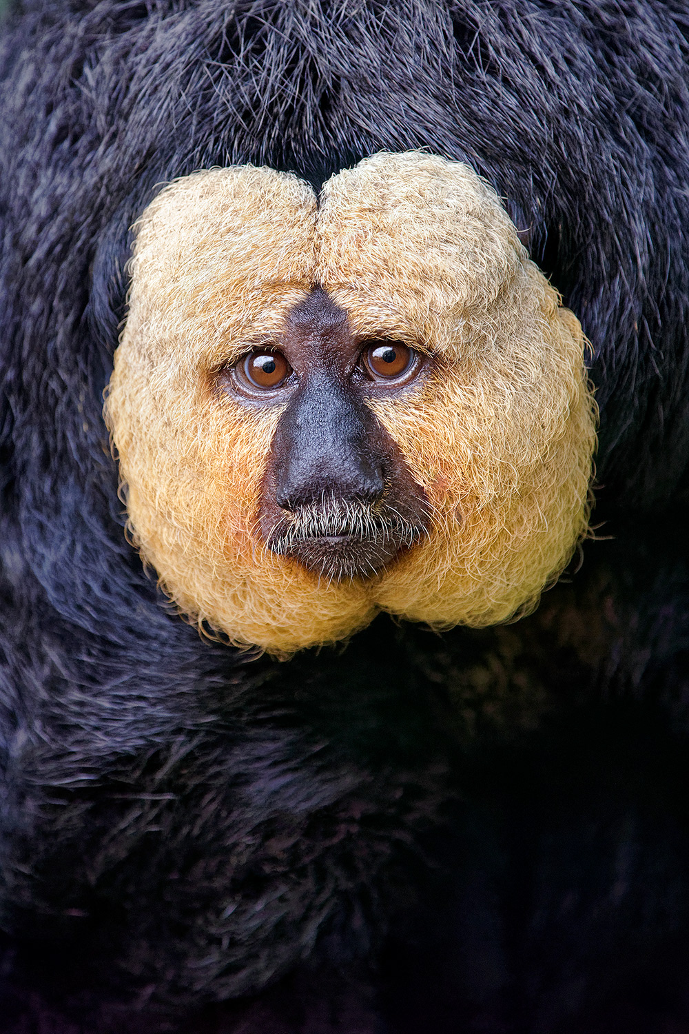 White-faced saki (male) - Pithecia pithecia