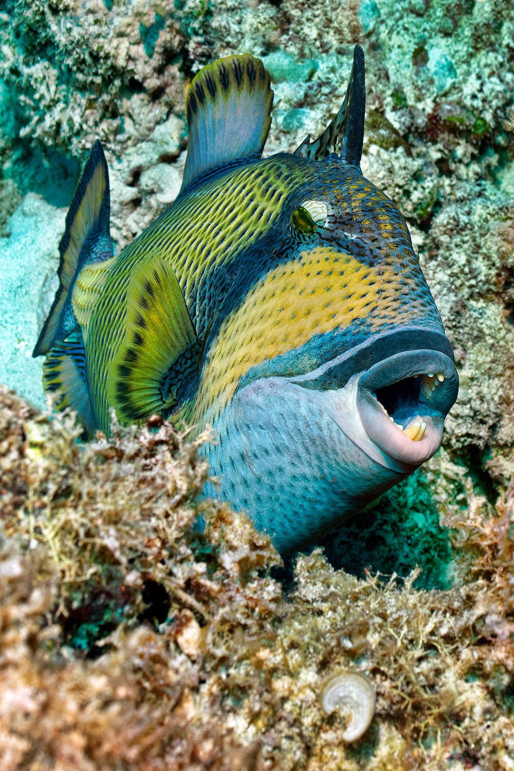 Titan triggerfish - Balistoides viridescens