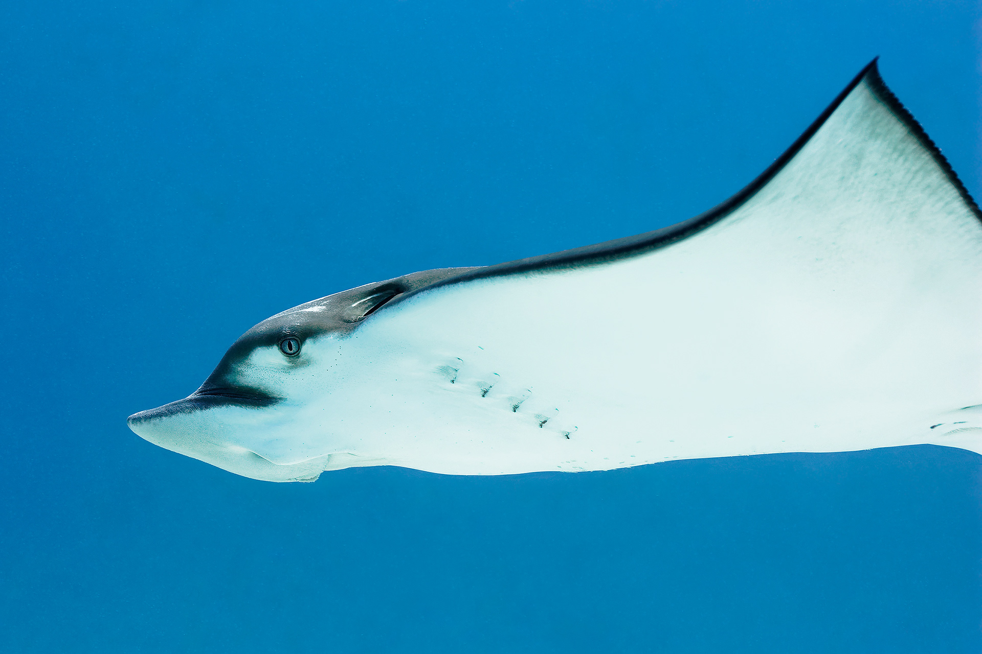 Spotted eagle ray - Aetobatus narinari