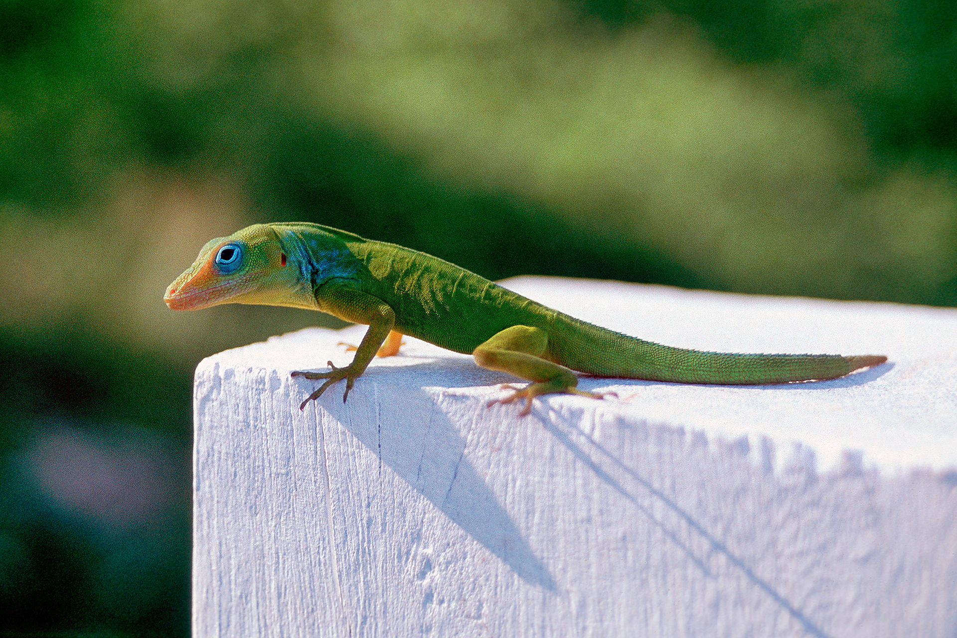 Guadeloupean anole - Anolis marmoratus