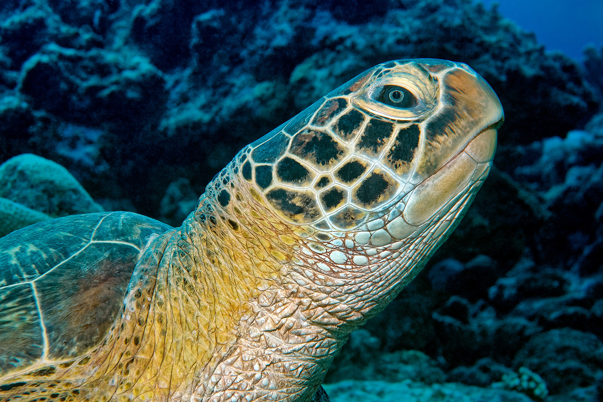 Green turtle - Chelonia mydas