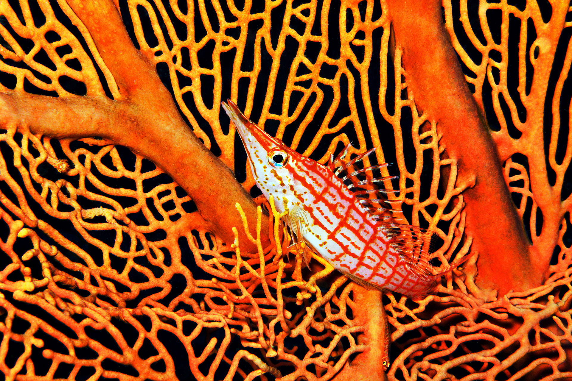 Longnose hawkfish - Oxycirrhites typus