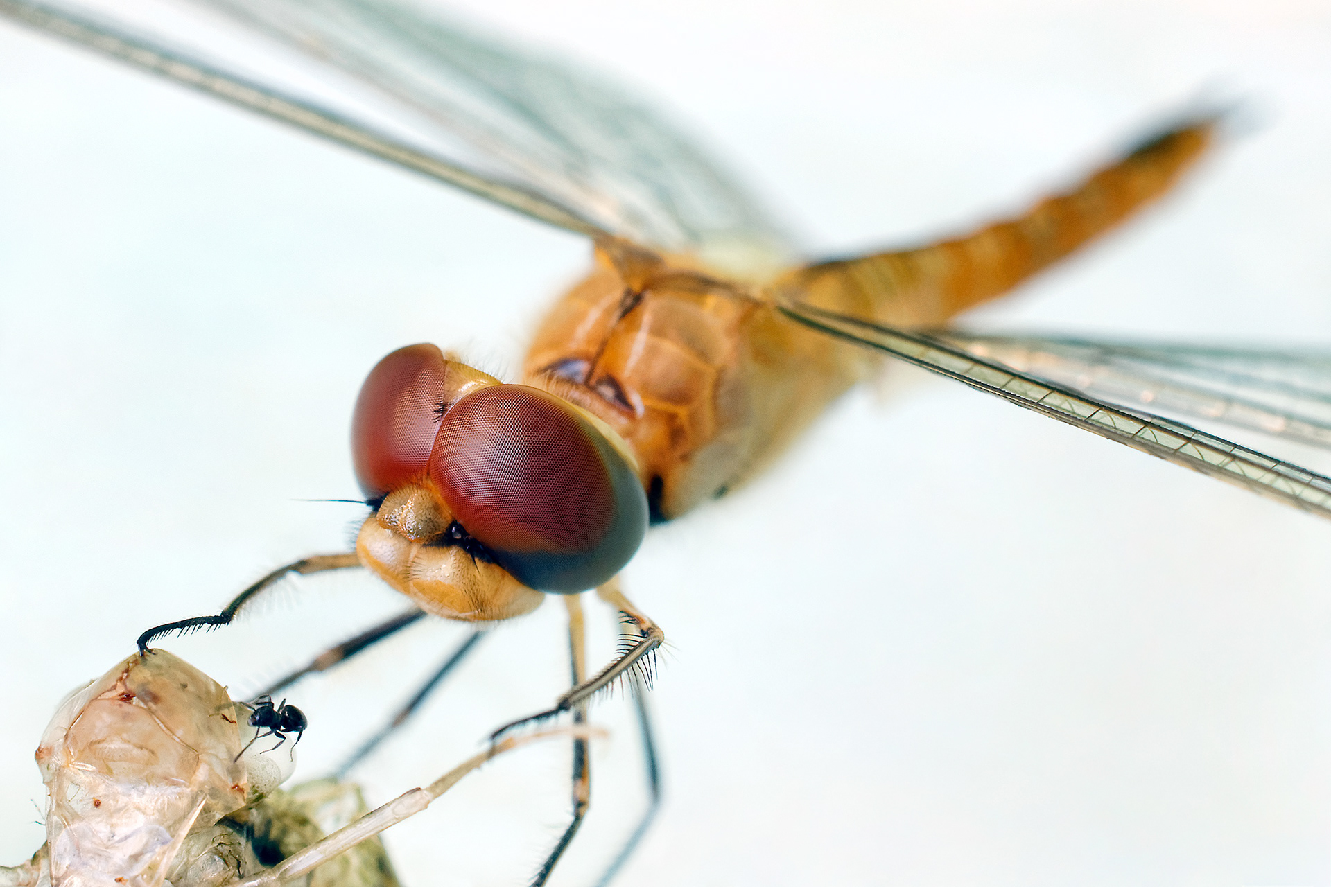 Dragonfly dropwing - Trithemis sp.