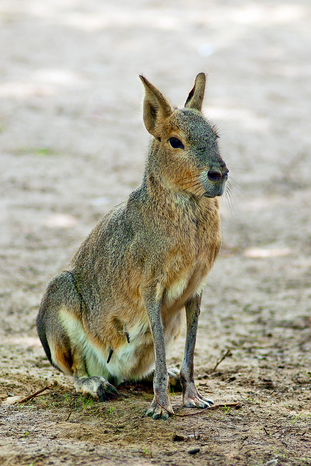 Patagonian mara - Dolichotis patagonum