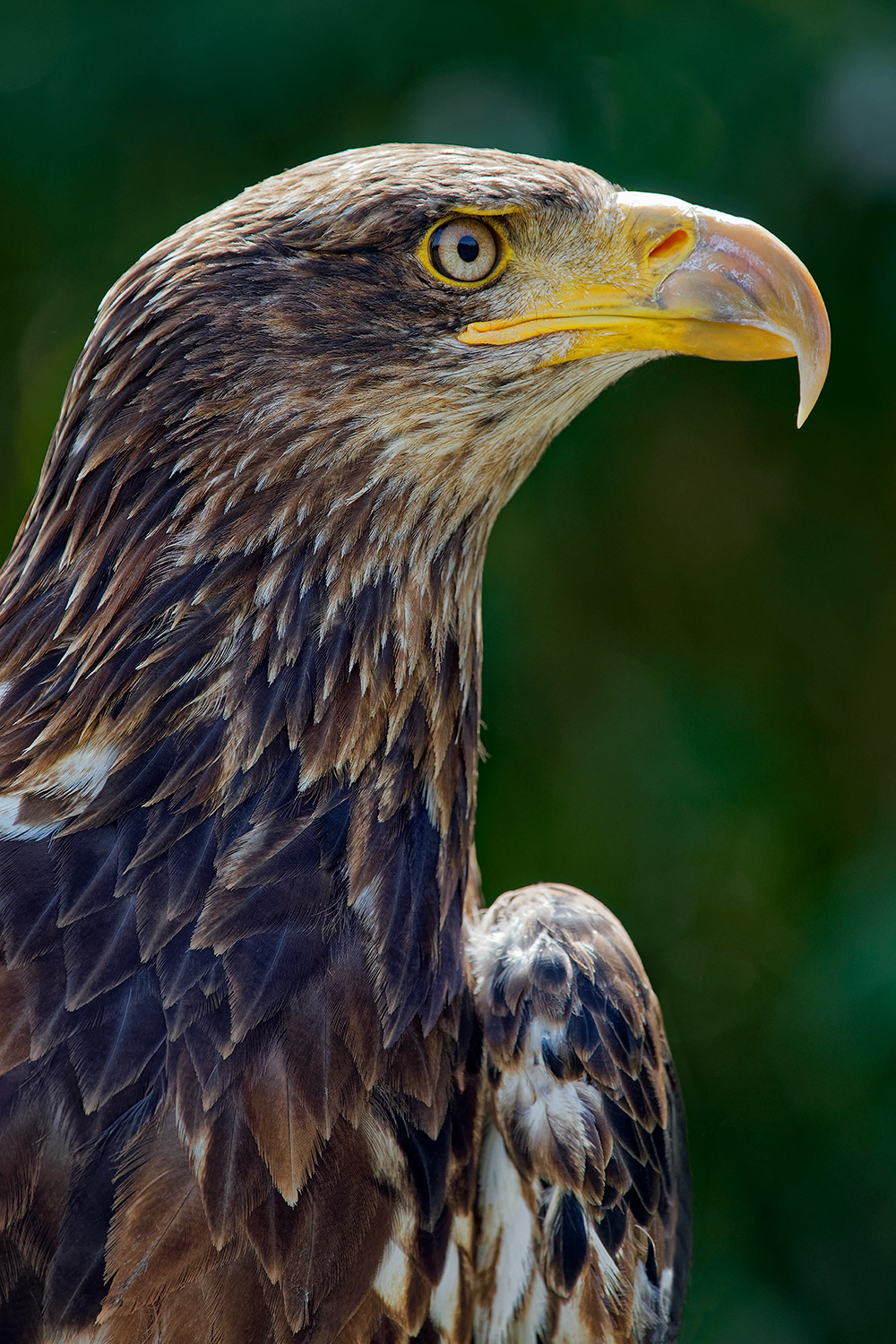 Immature bald eagle -  Haliaeetus leucocephalus
