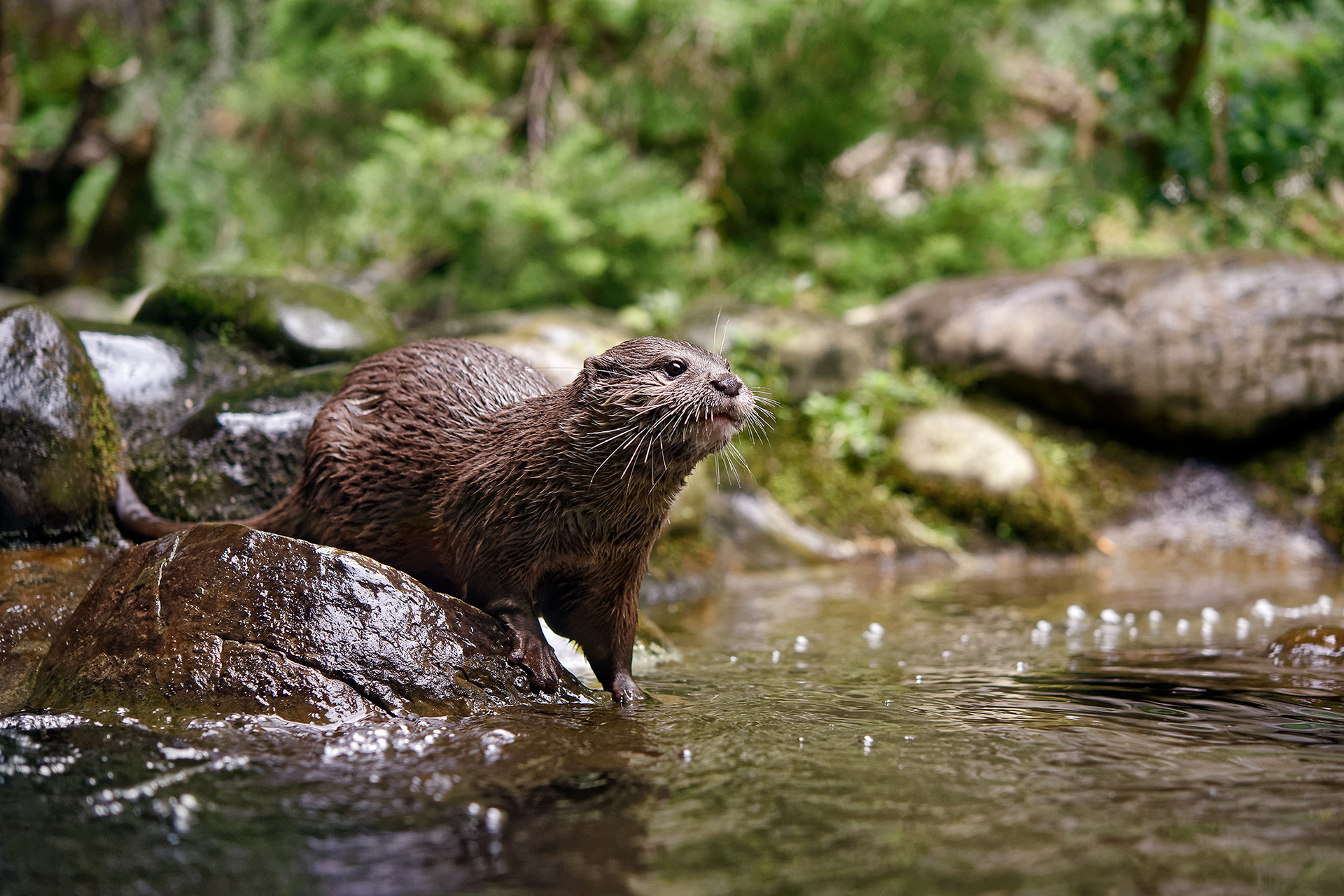European otter - Lutra lutra