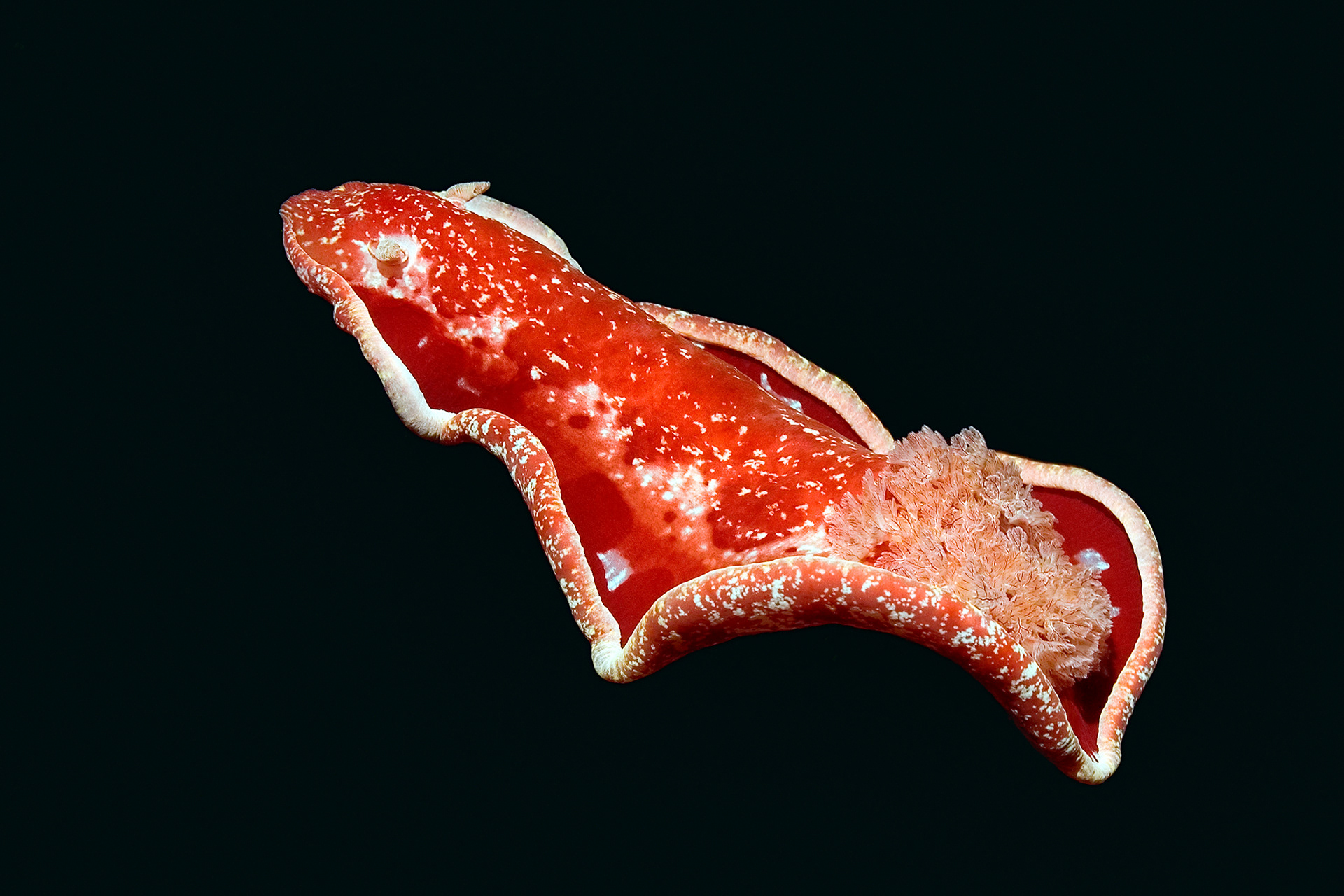 Spanish dancer - Hexabranchus sanguineus