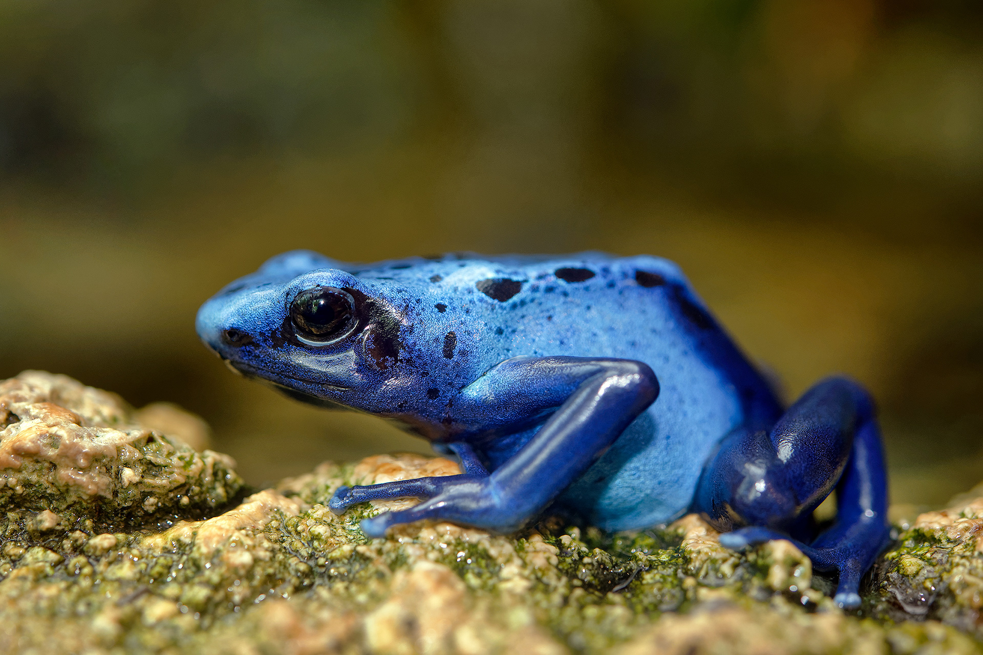 Blue poison dart frog - Dendrobates tinctorius "azureus"